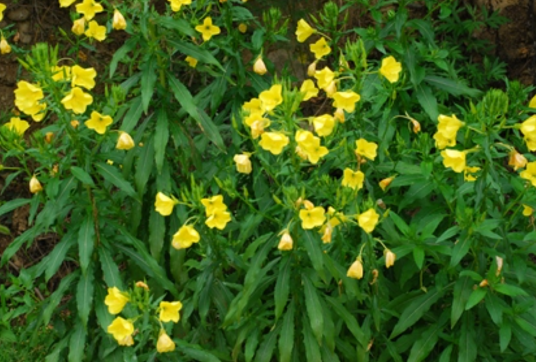 待宵草（柳叶菜科月见草属植物）