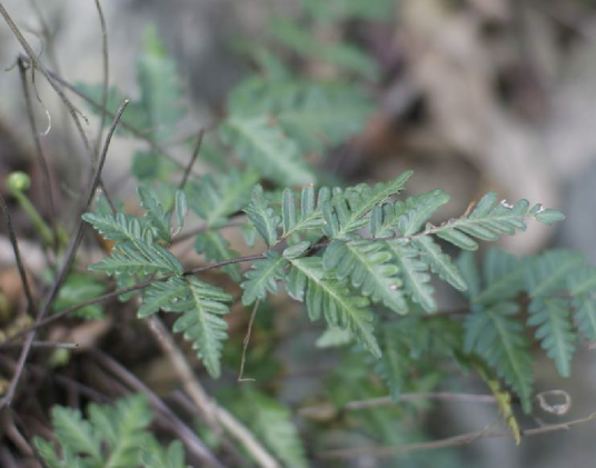 银粉背蕨（凤尾蕨科粉背蕨属植物）