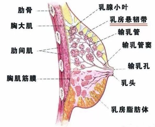 乳房（全面性教育相关的医学名词）