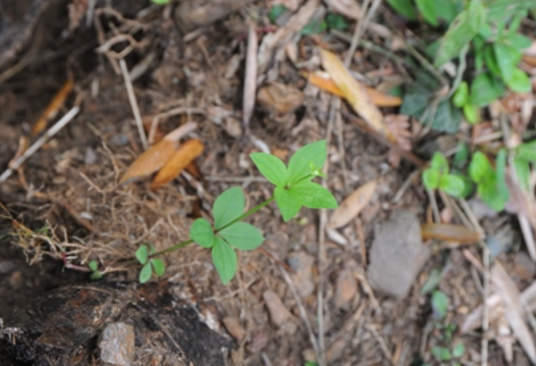 小红参（茜草科拉拉藤属植物）