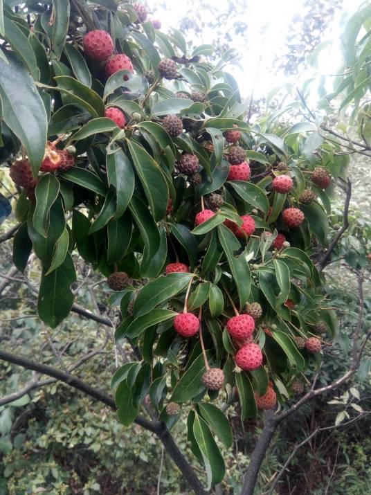 野荔枝（伞形目山茱萸科植物）