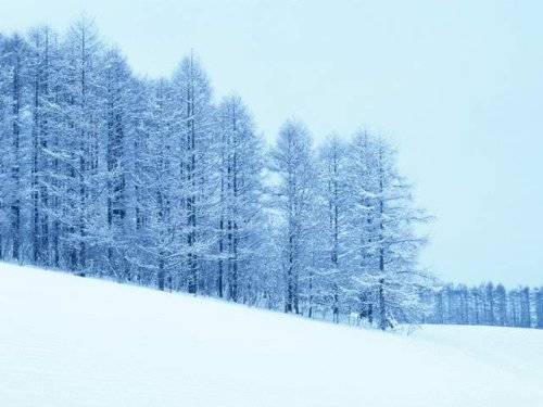 天山雪岭云杉林