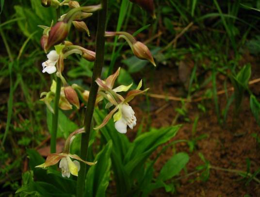 杜鹃兰（兰科杜鹃兰属植物）