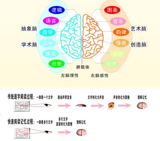 全脑速读