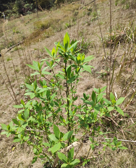 木姜子（樟科木姜子属的一种植物）