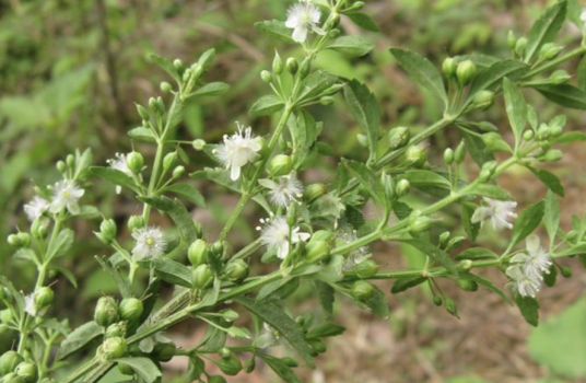 野甘草（车前科野甘草属植物）