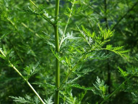 青蒿（菊科蒿属植物）