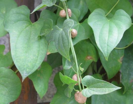 山药藤（百合目薯蓣科植物）