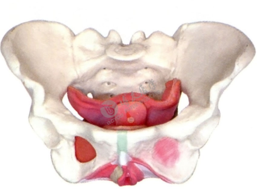 女性骨盆模型