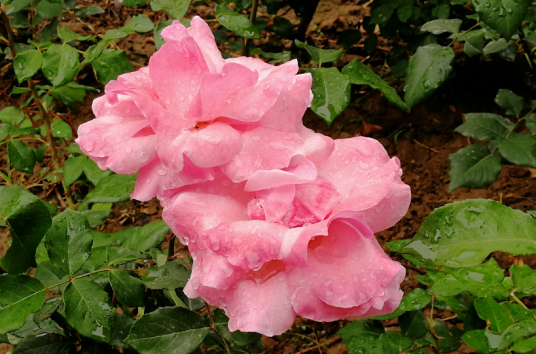 鲜花（被子植物生殖器官）