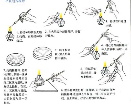 菌种活化