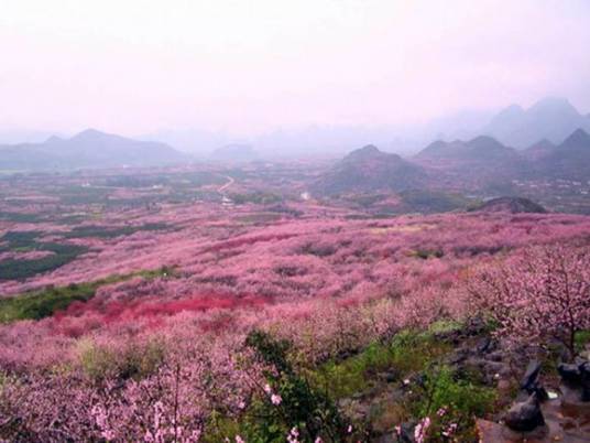 顺平桃花节