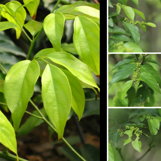 翼核果（鼠李科翼核果属植物）