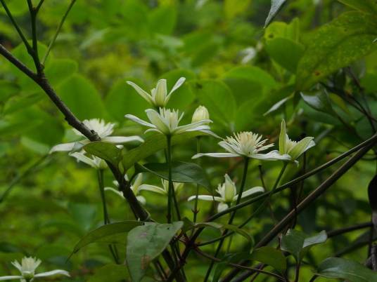 山木通（毛茛科铁线莲属植物）