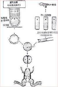 细胞核移植