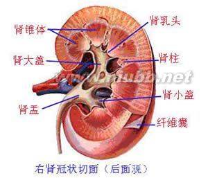 垂体性尿崩症