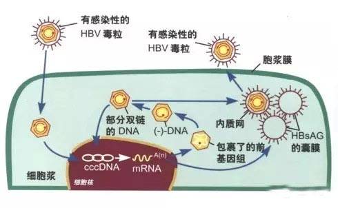 乙肝病毒受体