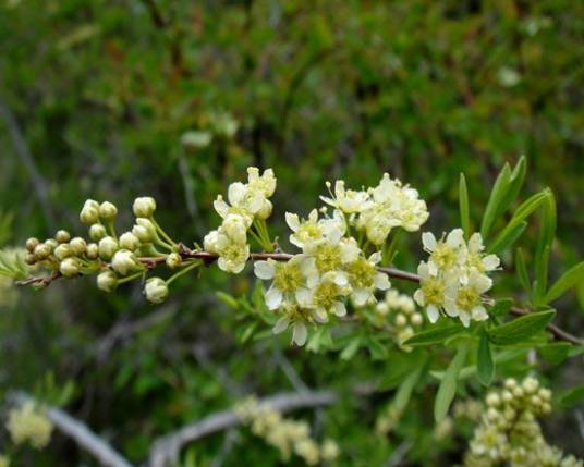 野花生（蔷薇目豆科植物）