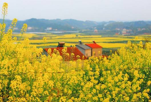 荆门油菜花旅游节