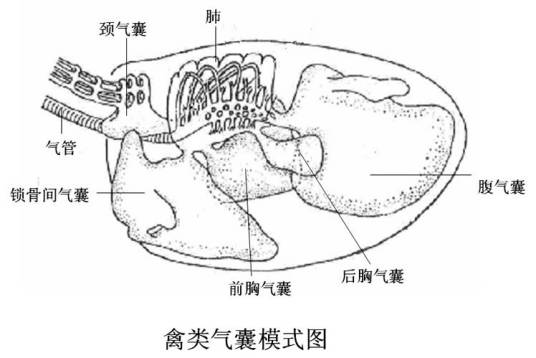 气囊炎