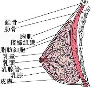 内窥镜隆胸