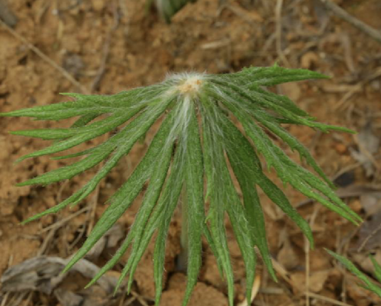 兔儿伞（菊科兔儿伞属植物）