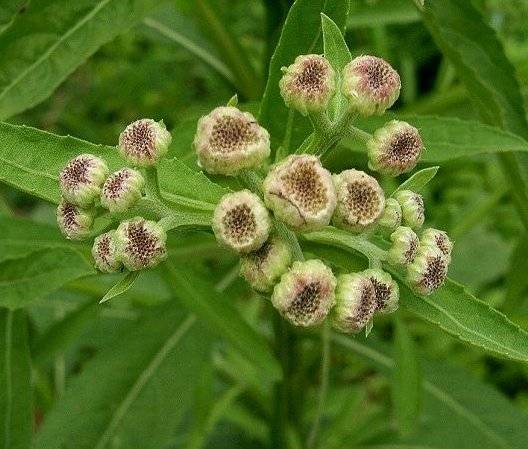 六棱菊（菊科六棱菊属植物）