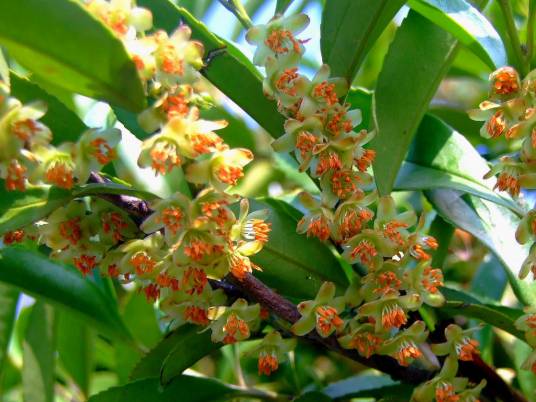 米碎花（山茶科柃木属灌木）