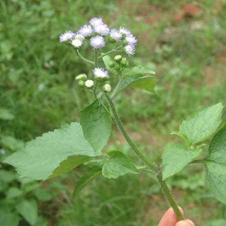 咸虾花（菊科夜香牛属植物）