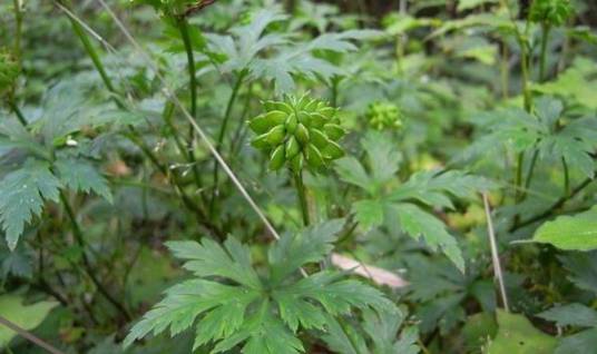 鸡爪草（毛茛科鸡爪草属植物）