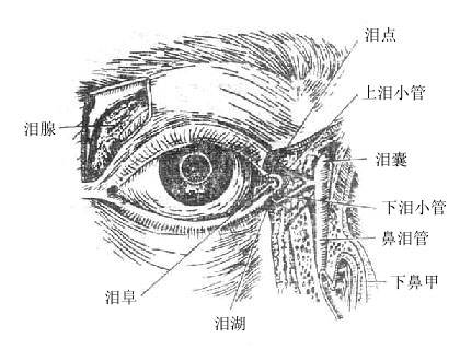 泪器疾病