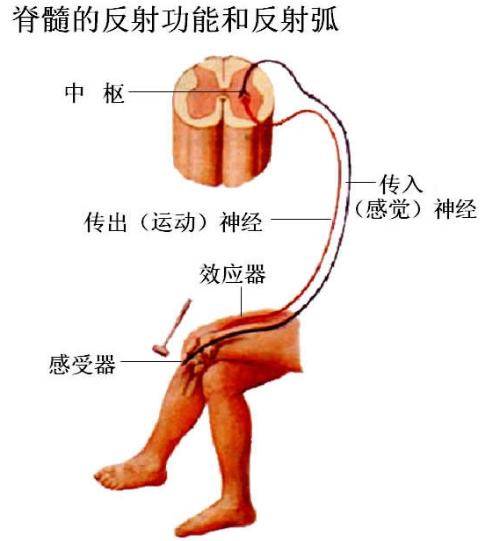 非条件反射