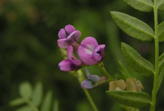 醉马草（禾本科芨芨草属植物）