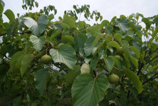 油桐（大戟科油桐属植物）