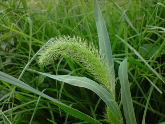 狗尾草（禾本科狗尾草属植物）