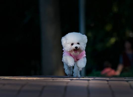 贵宾犬（犬科犬属动物）